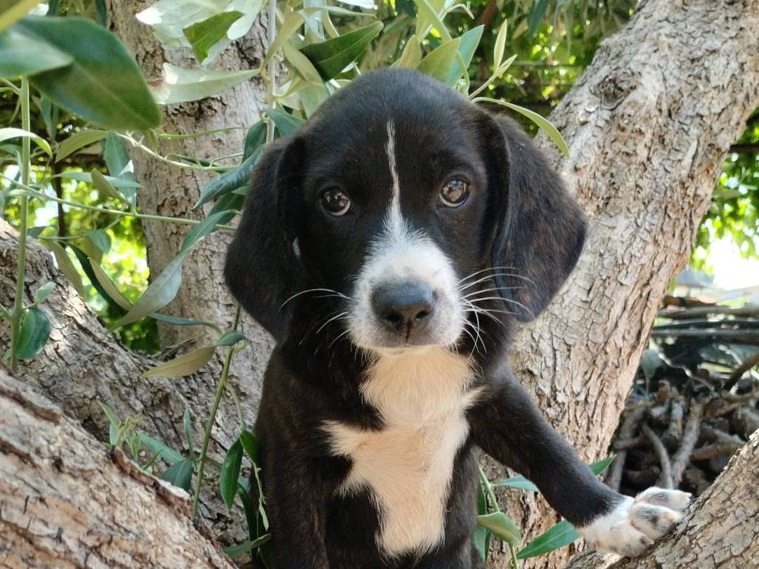 Vuoi adottare un cane a Vibo?