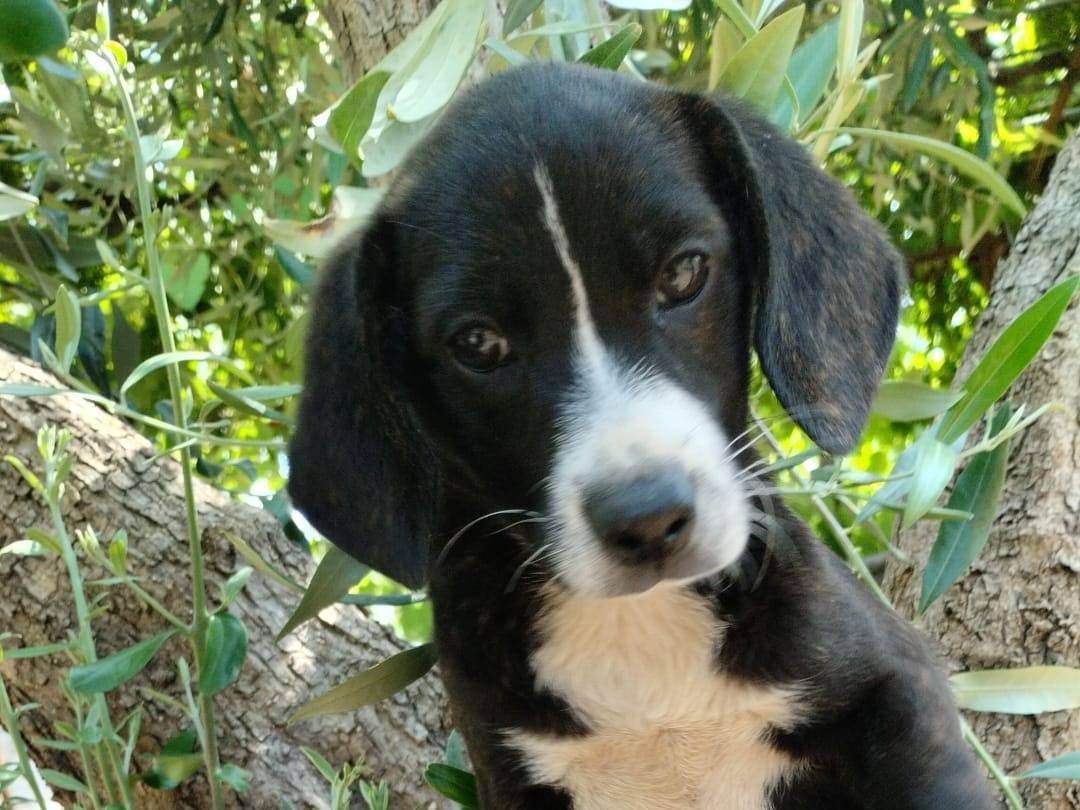 Adotta il cane OMBRETTA a Vibo