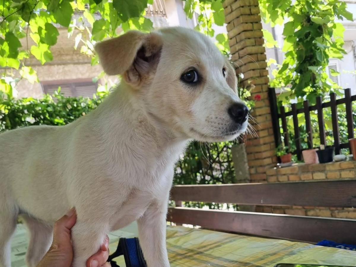 Adozione cane, femmina, Labrador Retriever Razza sconosciuta, 3 mesi, taglia media, Vibo