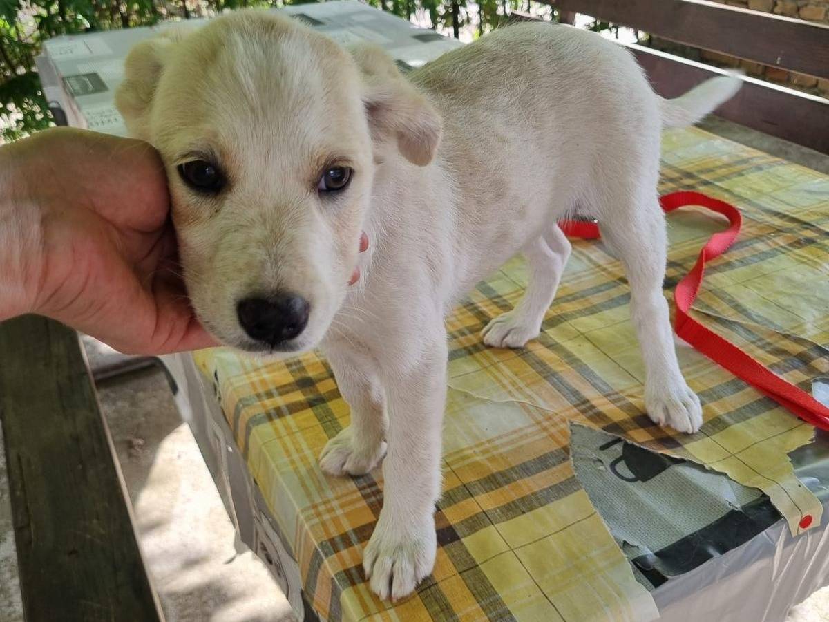 Adotta un cane, femmina, 3 mesi, Vibo