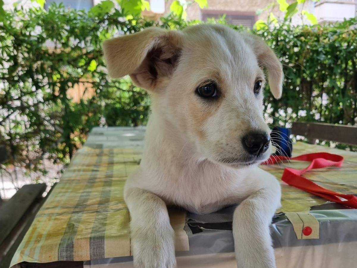 Adotta un cane, taglia media, femmina, Vibo