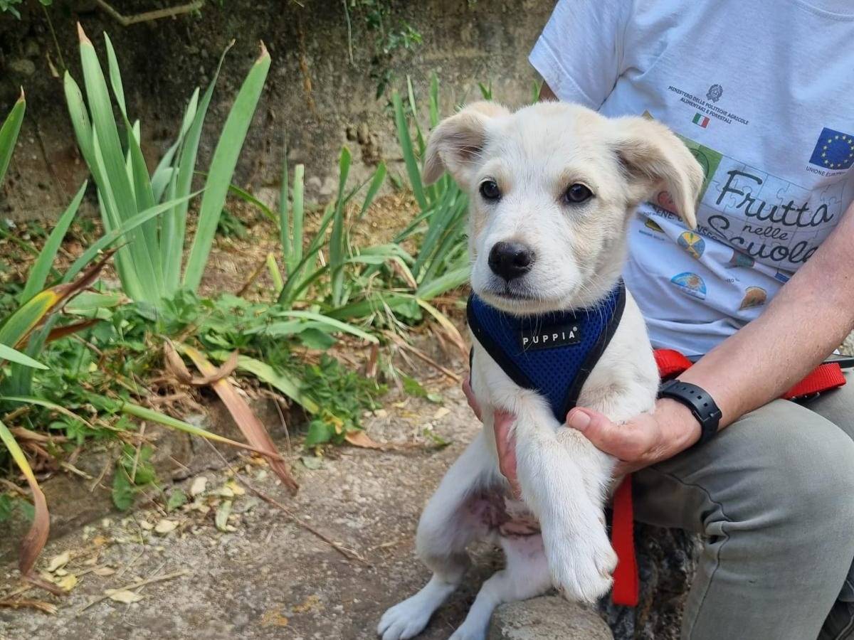 Vuoi adottare un cane a Vibo?