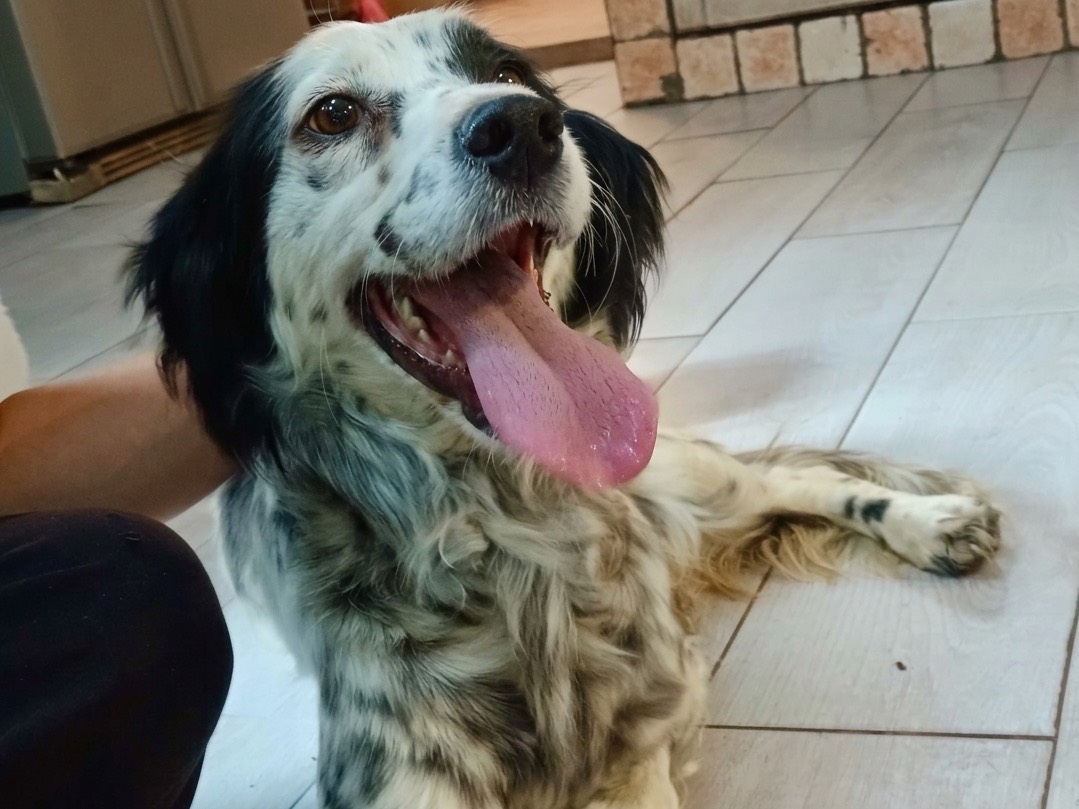 Adotta un cane, femmina, 1 anno e 5 mesi, Genova