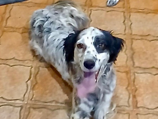 Adotta un cane, taglia media contenuta, femmina, Genova