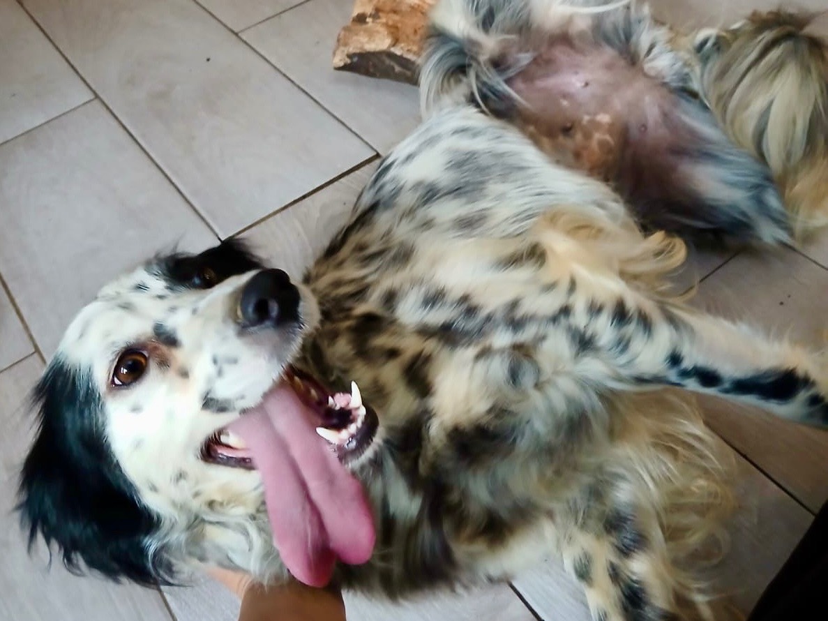 Vuoi adottare un cane a Genova?
