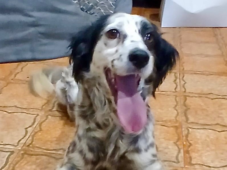 Adotta il cane Zayra a Genova