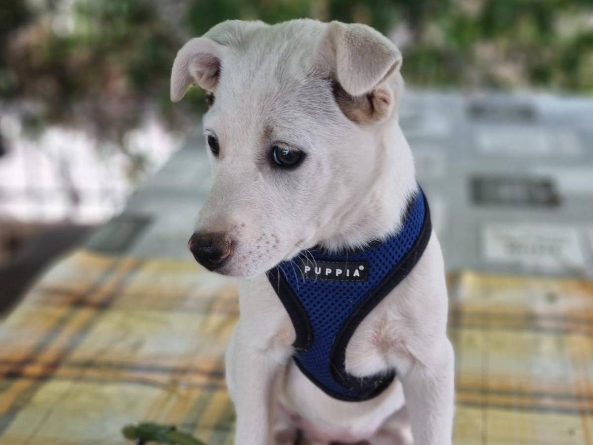Adozione cane, femmina, Razza sconosciuta Razza sconosciuta, 3 mesi, taglia media, Vibo