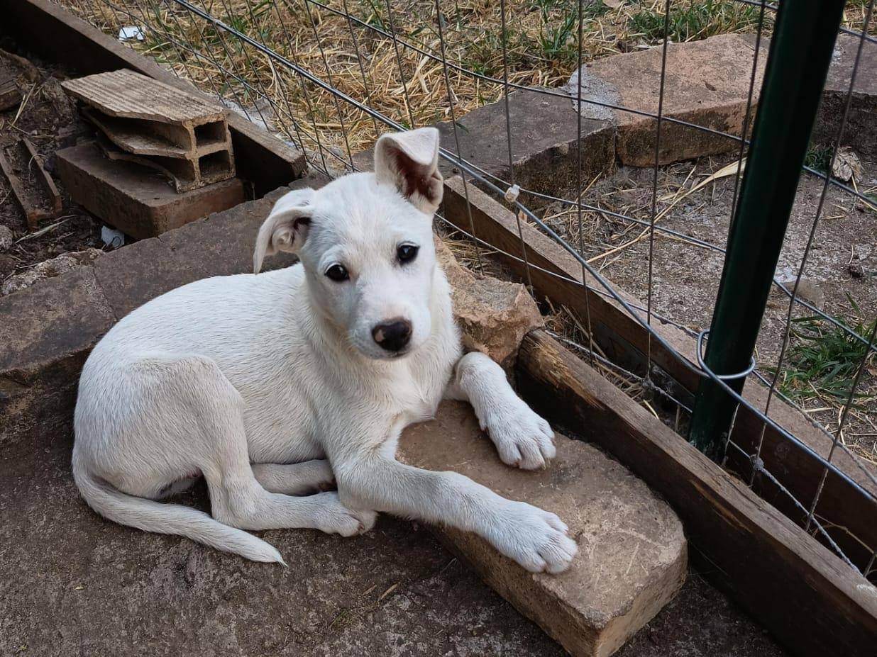 Adotta un cane, taglia media, femmina, Vibo