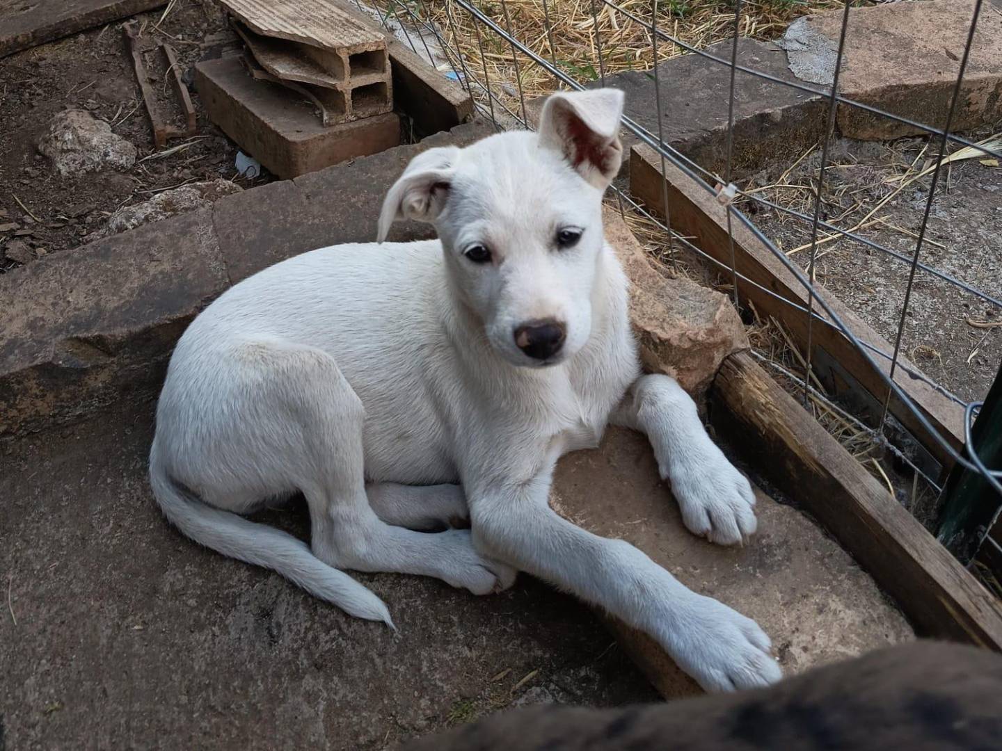 Adotta un cane, femmina, 3 mesi, Vibo