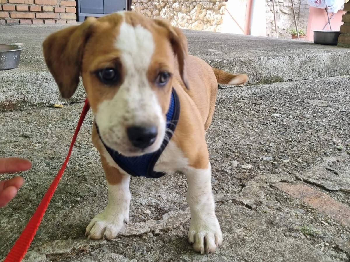 Adotta un cane, maschio, 3 mesi, Vibo