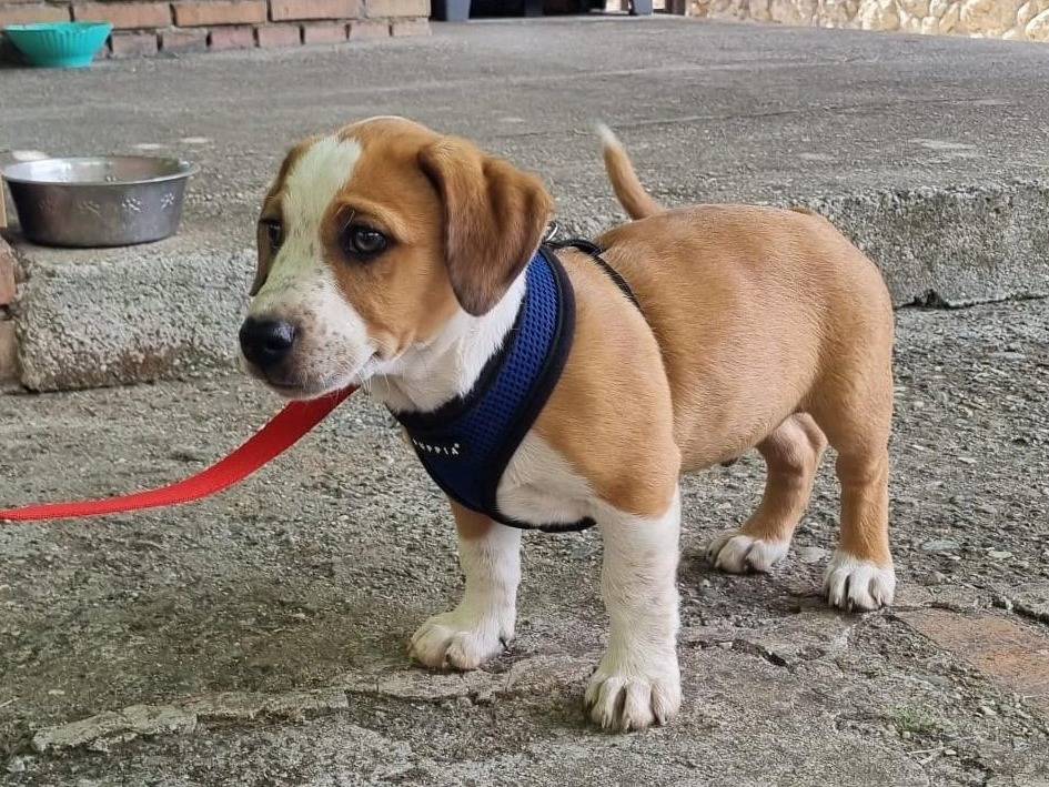 Vuoi adottare un cane a Vibo?