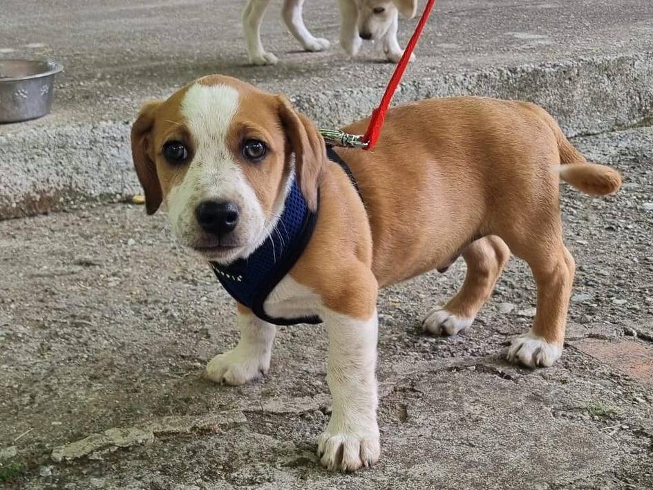Adozione cane, maschio, Razza sconosciuta Razza sconosciuta, 3 mesi, taglia media, Vibo