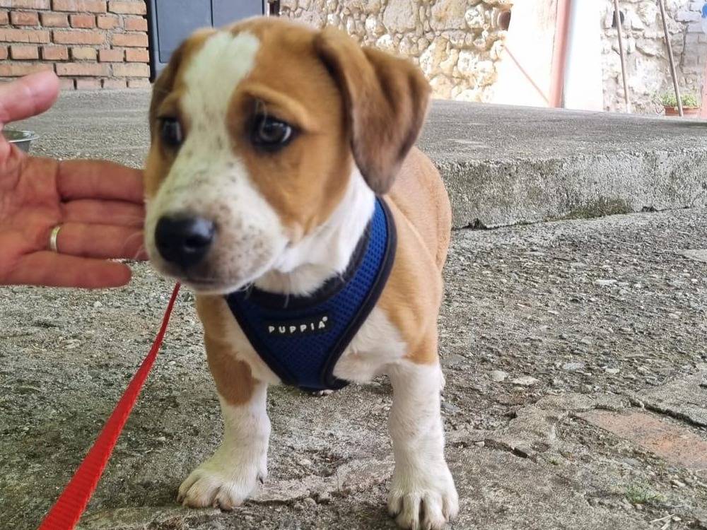 Adotta il cane BIRILLO a Vibo