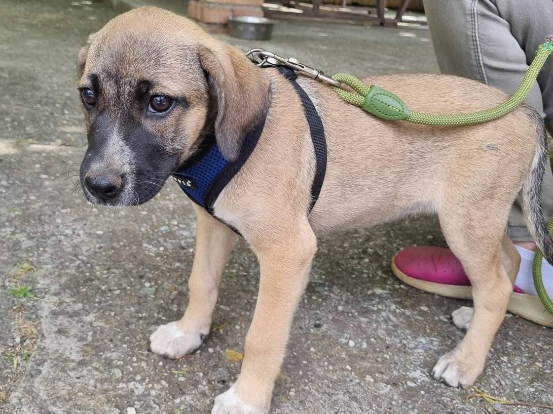 Adozione cane, femmina, Razza sconosciuta Razza sconosciuta, 3 mesi, taglia media, Vibo