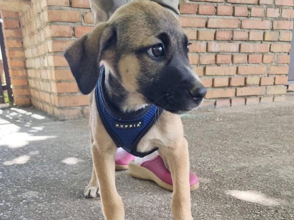 Adotta un cane, taglia media, femmina, Vibo