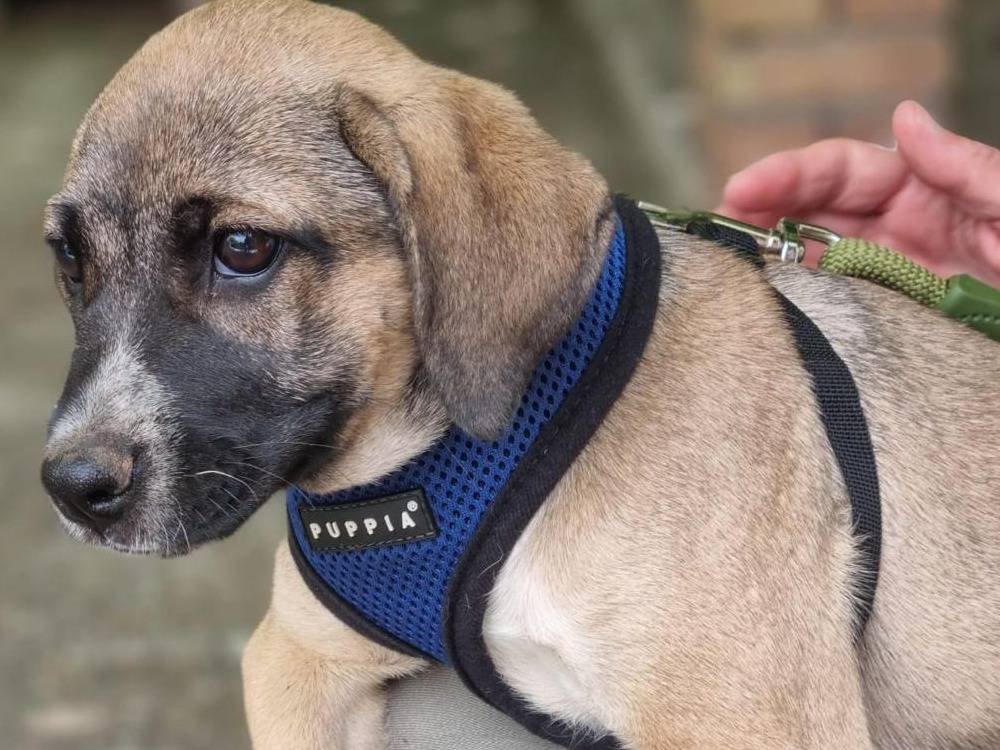 Adotta un cane, femmina, 3 mesi, Vibo