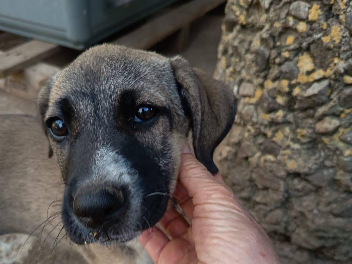 Adotta il cane GRACE a Vibo