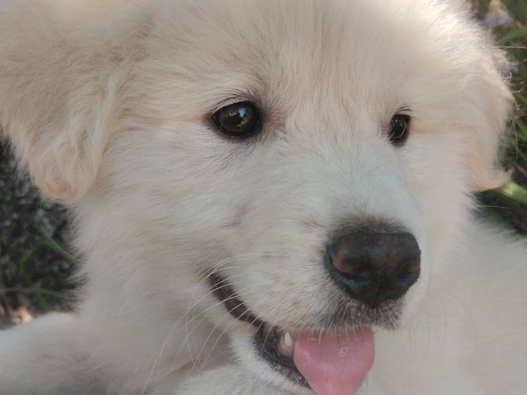 Adotta un cane, taglia gigante, maschio, Vibo