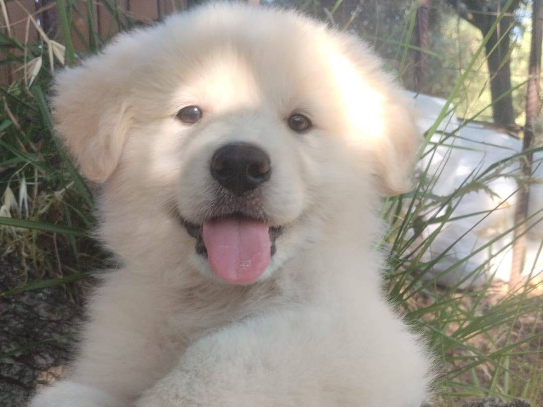 Adotta un cane, maschio, 3 mesi, Vibo