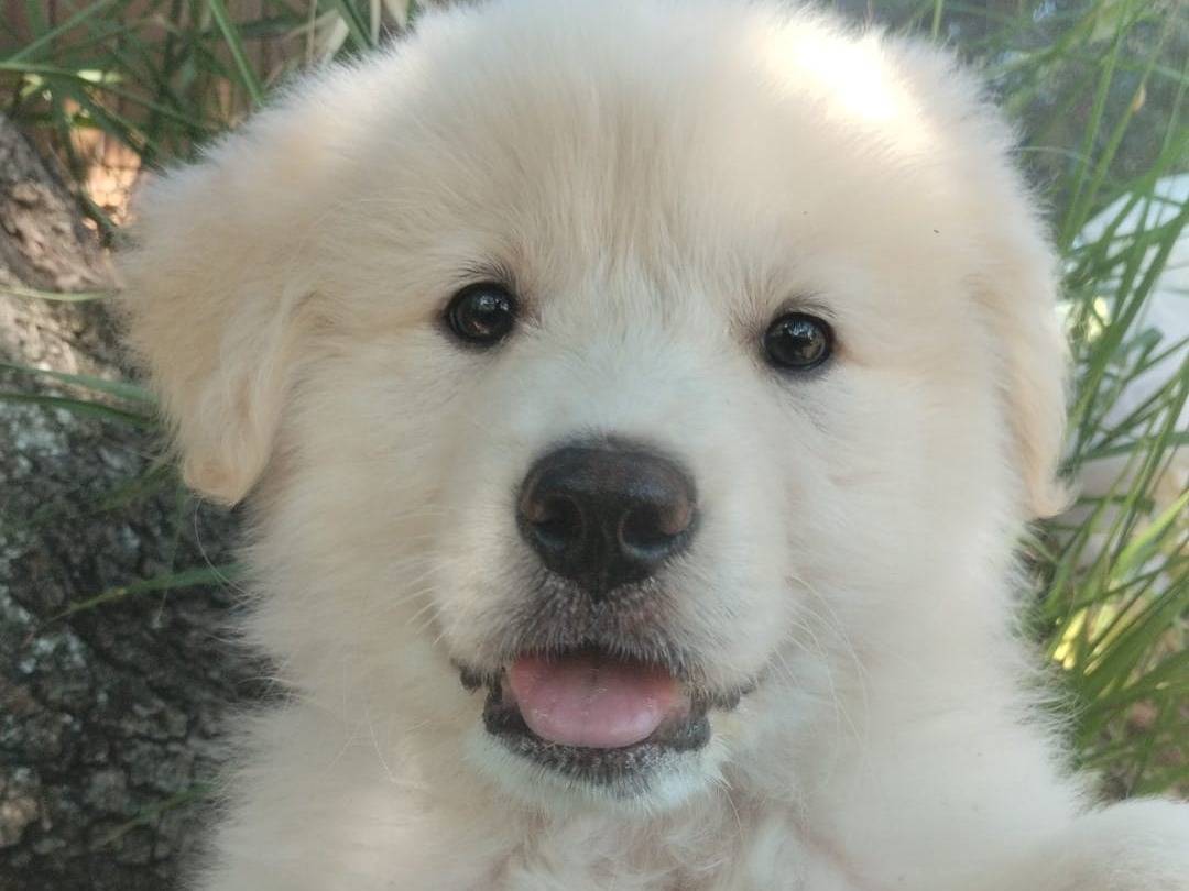 Vuoi adottare un cane a Vibo?