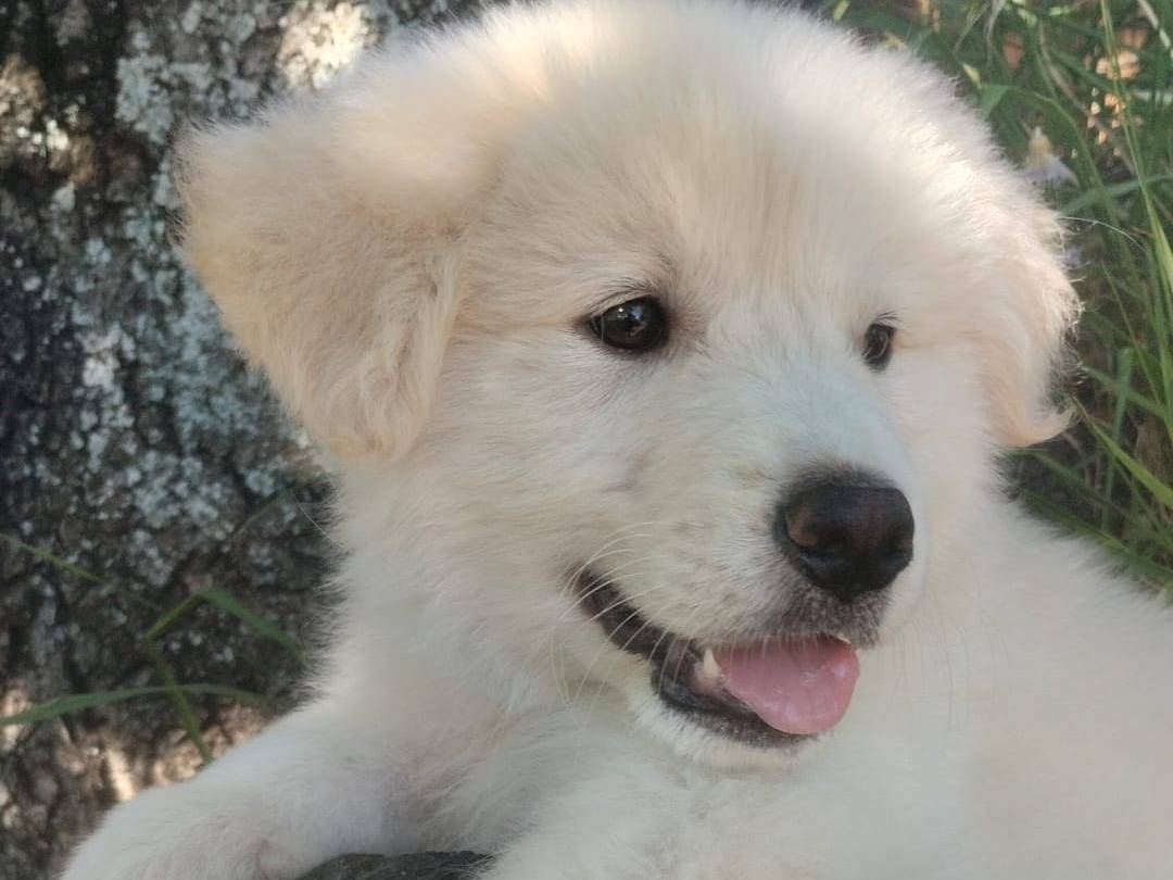 Adotta il cane YUKI a Vibo