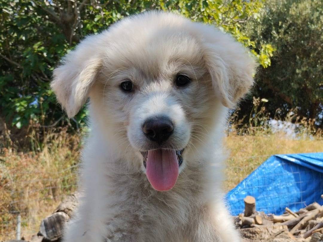 Adozione cane, maschio, Pastore maremmano Razza sconosciuta, 3 mesi, taglia gigante, Vibo