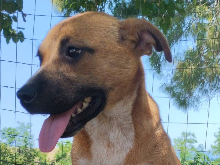 Adozione cane, femmina, Razza sconosciuta Razza sconosciuta, 5 mesi, taglia media, Vibo