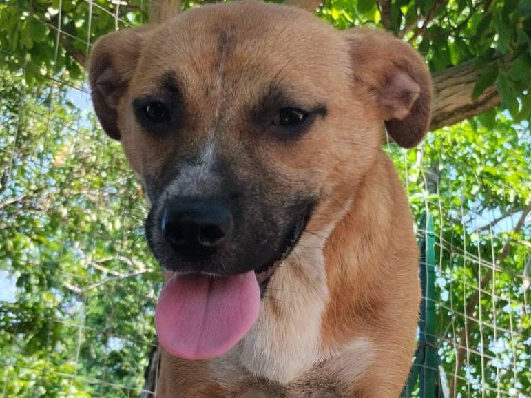 Adotta un cane, femmina, 5 mesi, Vibo