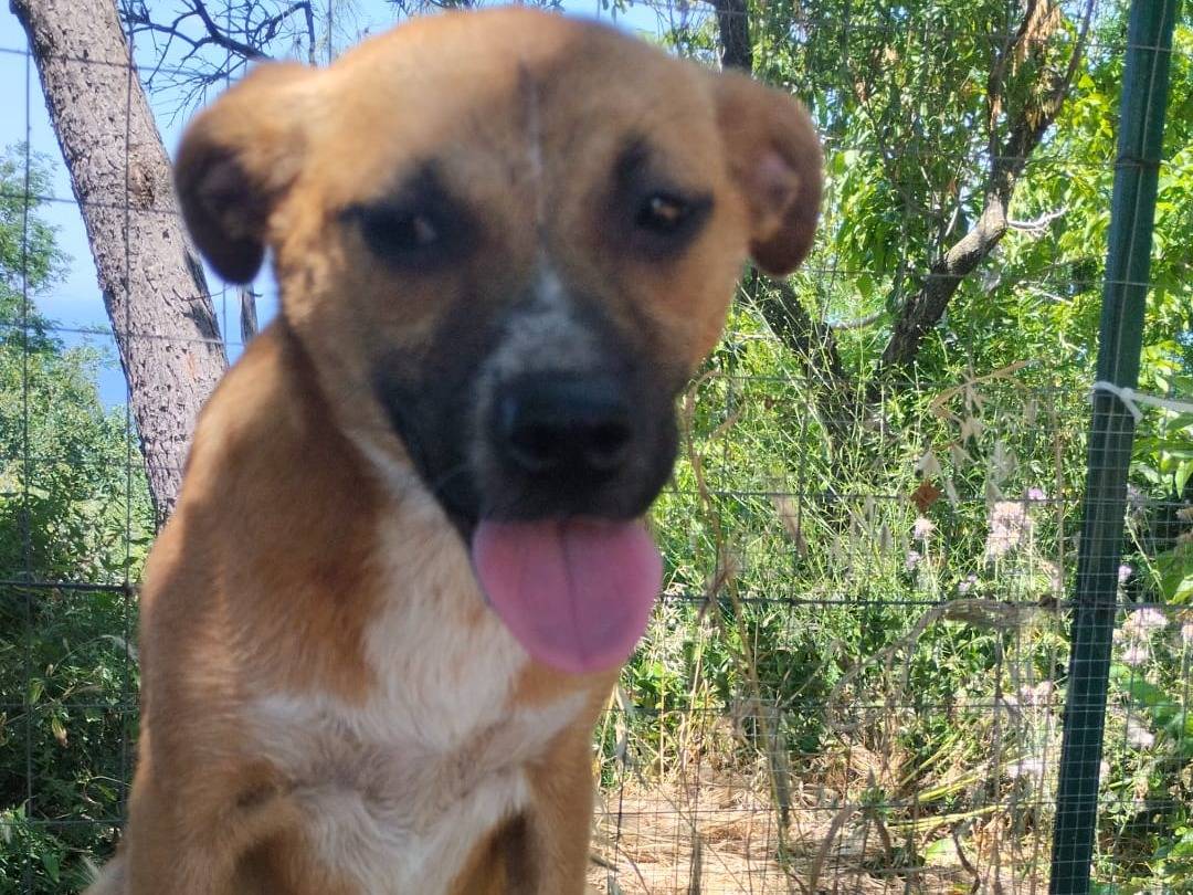 Adotta un cane, taglia media, femmina, Vibo