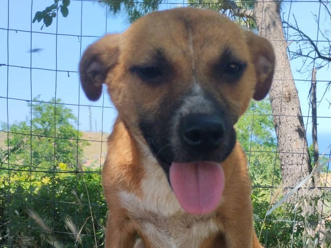 Vuoi adottare un cane a Vibo?