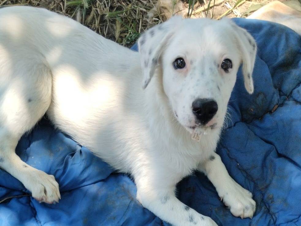 Adotta un cane, taglia media, maschio, Vibo