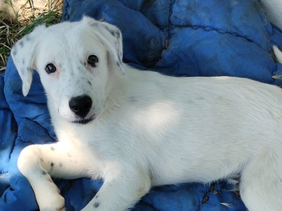 Adozione cane, maschio, Razza sconosciuta Razza sconosciuta, 4 mesi, taglia media, Vibo