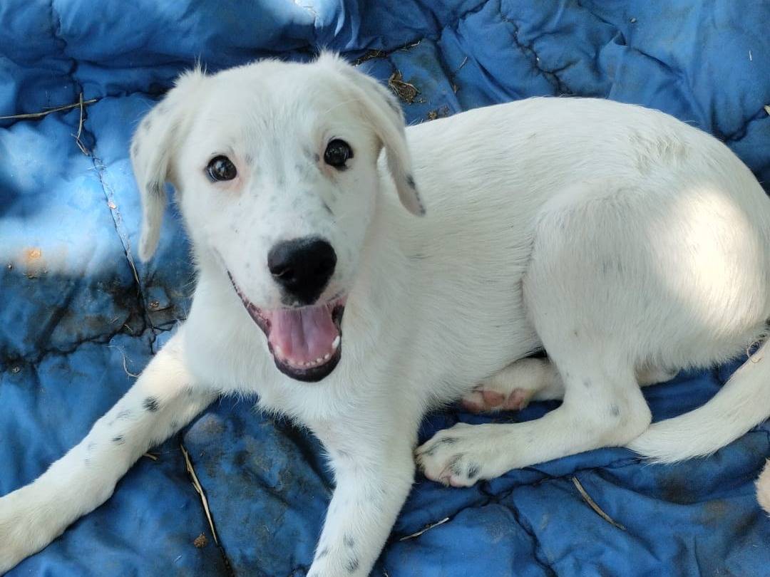 Vuoi adottare un cane a Vibo?