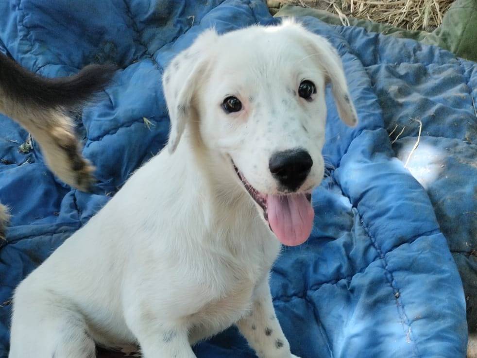 Adotta un cane, maschio, 4 mesi, Vibo