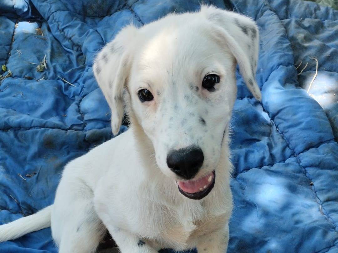 Adotta il cane YOSHI a Vibo