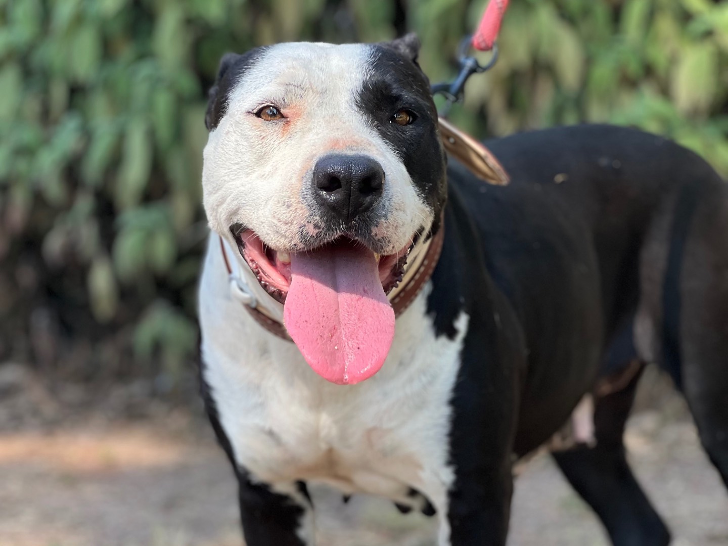 Adotta un cane, femmina, 7 anni e 3 mesi, Roma