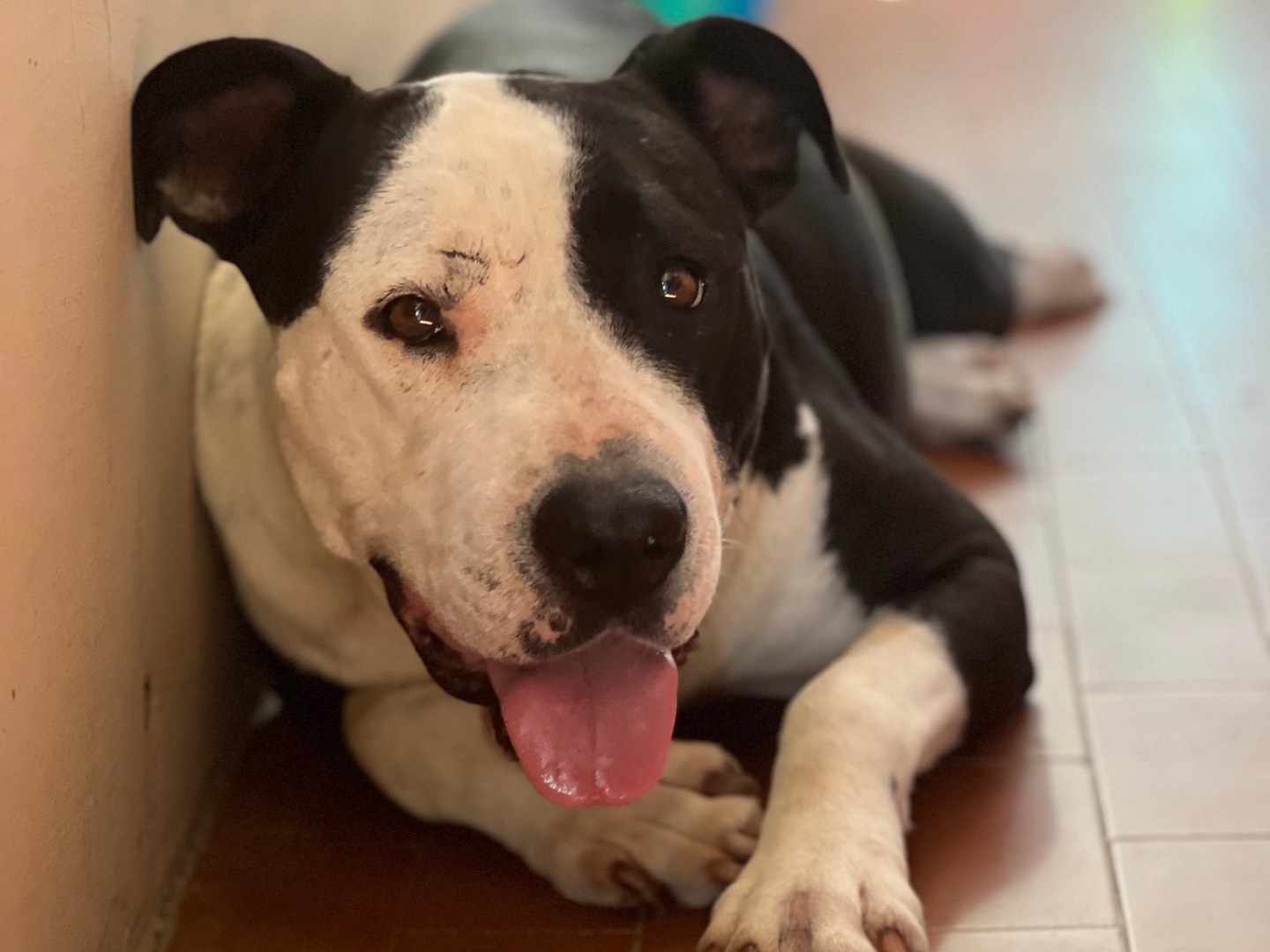 Adozione cane, femmina, Pitbull Razza sconosciuta, 7 anni e 3 mesi, taglia grande, Roma