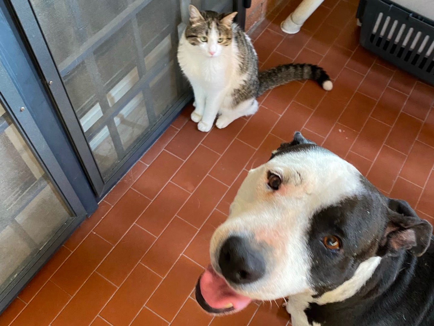 Adotta un cane, taglia grande, femmina, Roma