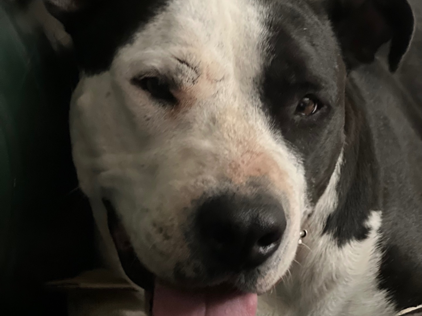 Adotta il cane Zulema a Roma
