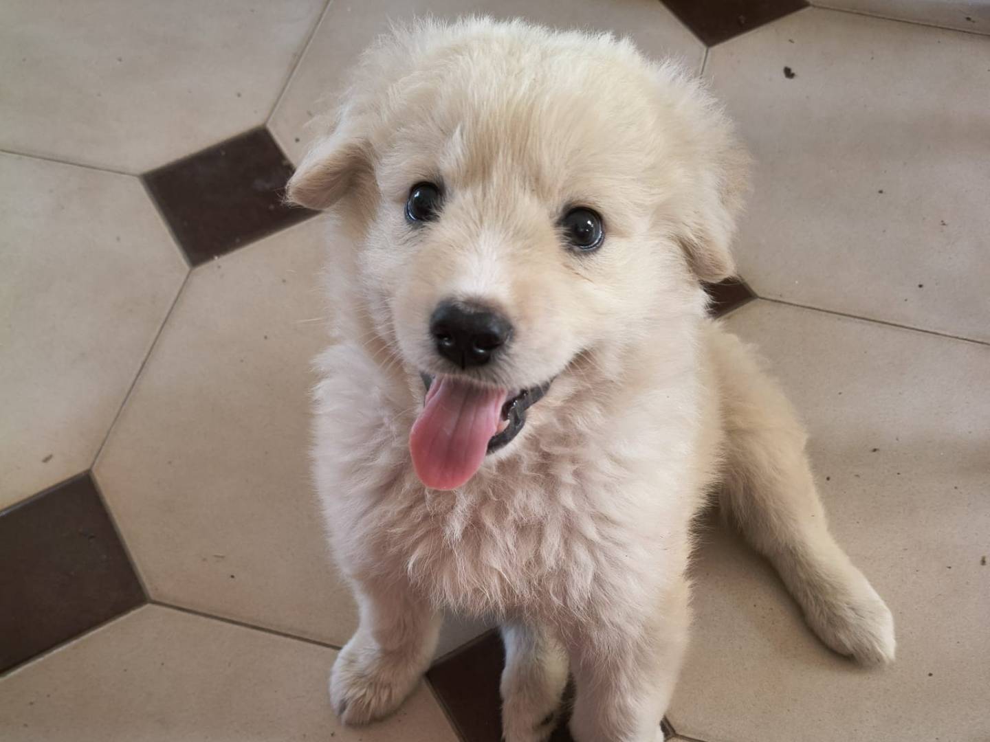 Adozione cane, maschio, Razza sconosciuta Razza sconosciuta, 2 mesi, taglia media, Bologna