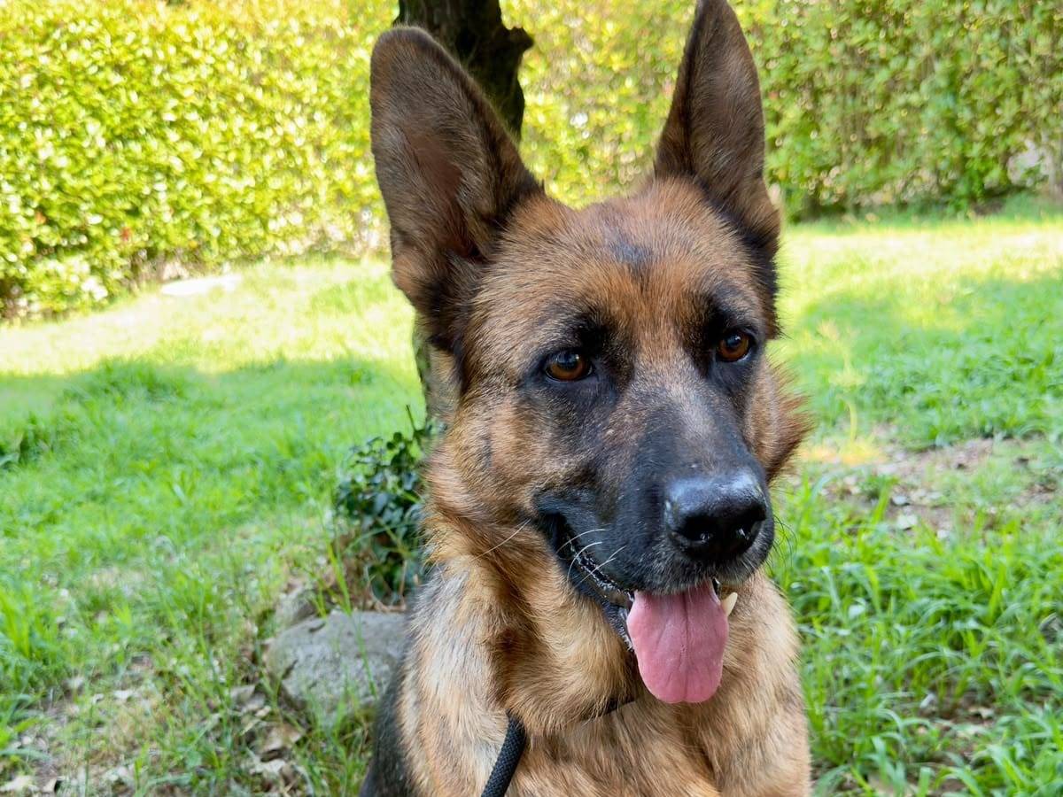 Adozione cane, femmina, Pastore tedesco Razza sconosciuta, 5 anni e 9 mesi, taglia media, Varese