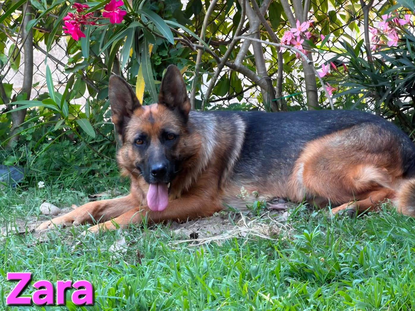 Adotta un cane, femmina, 5 anni e 9 mesi, Varese