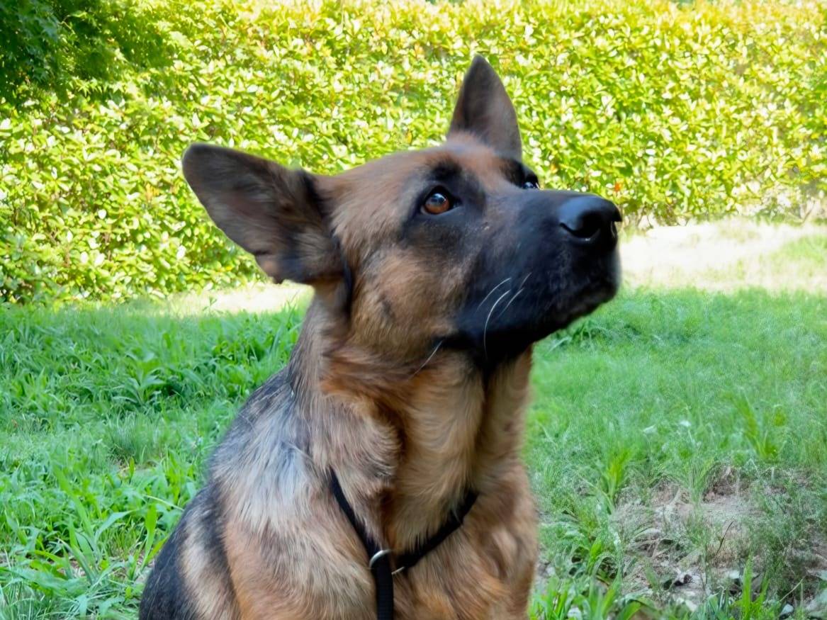Adotta un cane, taglia media, femmina, Varese