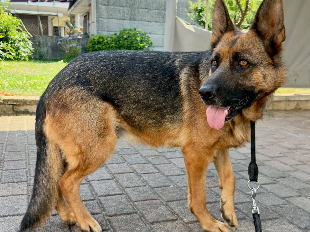 Vuoi adottare un cane a Varese?