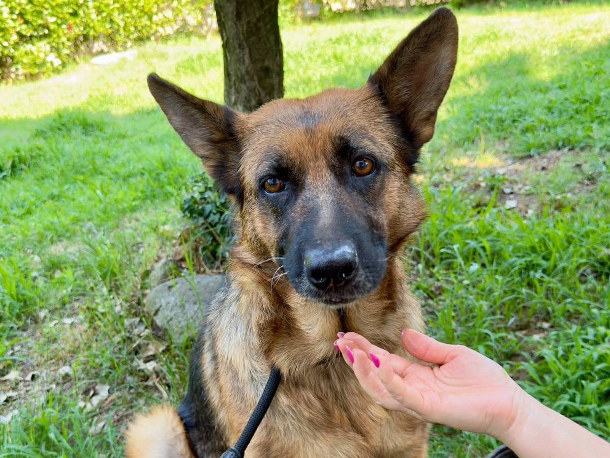 Adotta il cane Zara a Varese