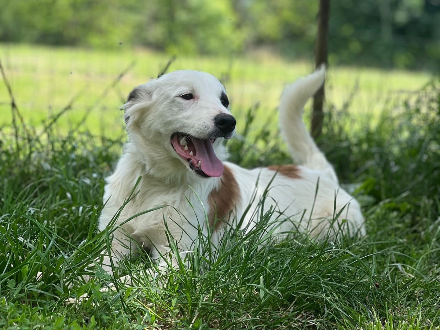 Vuoi adottare un cane a Biella?