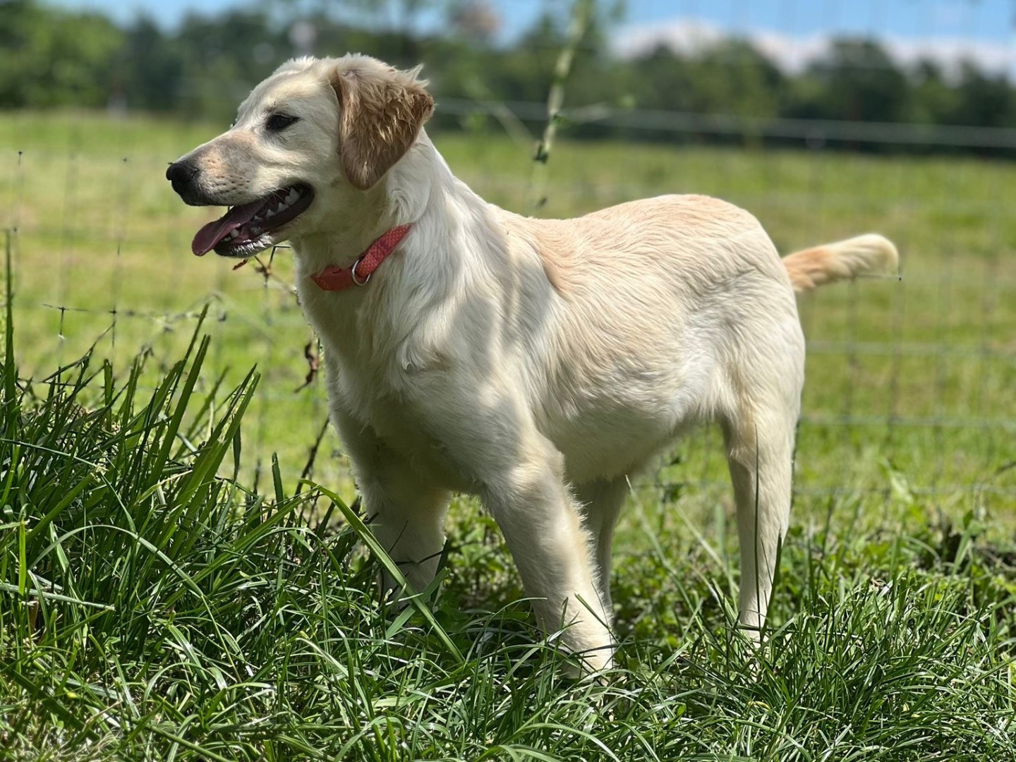 Adotta un cane, maschio, 6 mesi, Biella