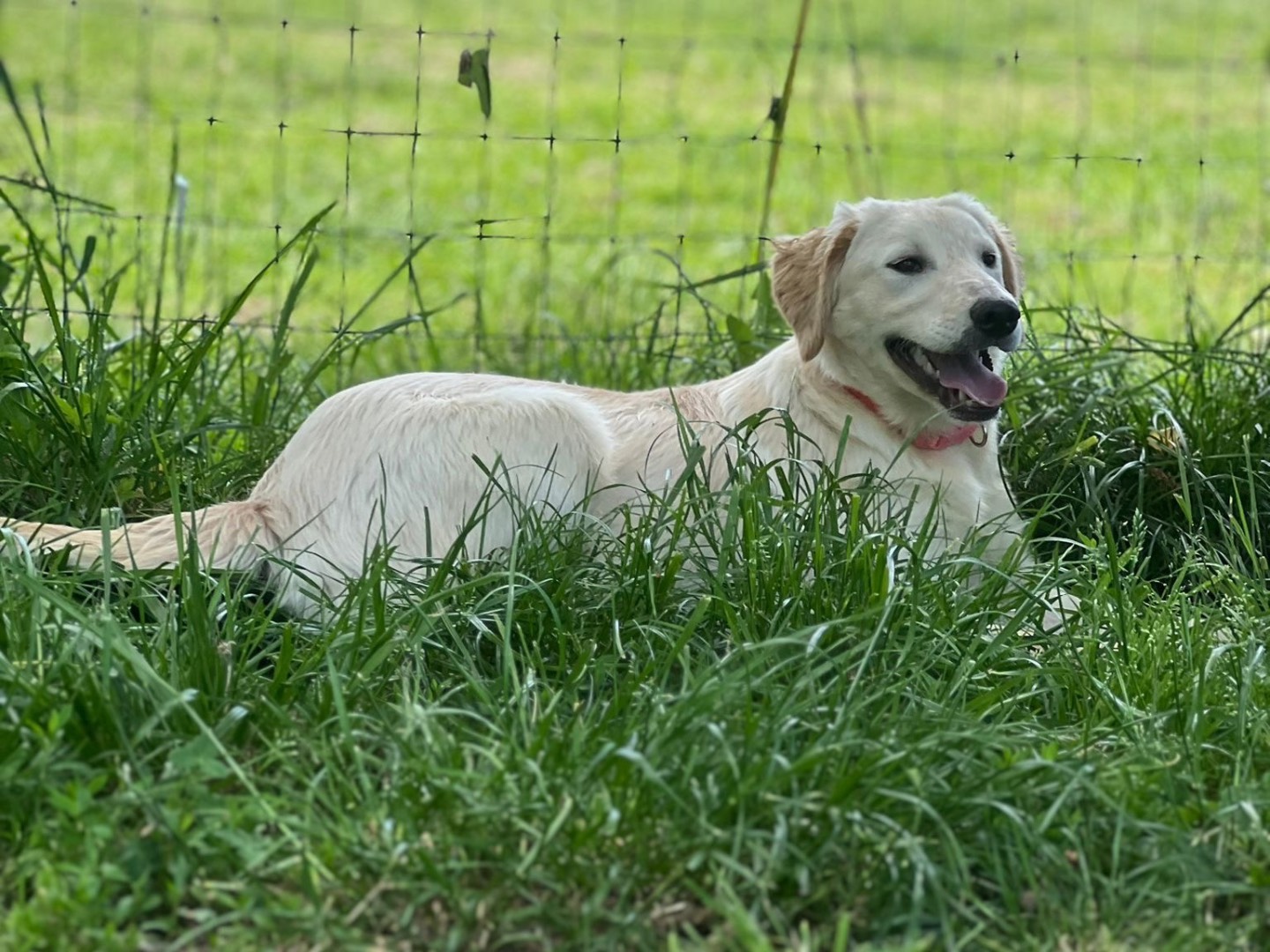 Adotta un cane, taglia media, maschio, Biella