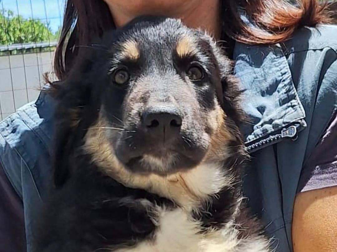 Adotta un cane, femmina, 1 mese, Taranto