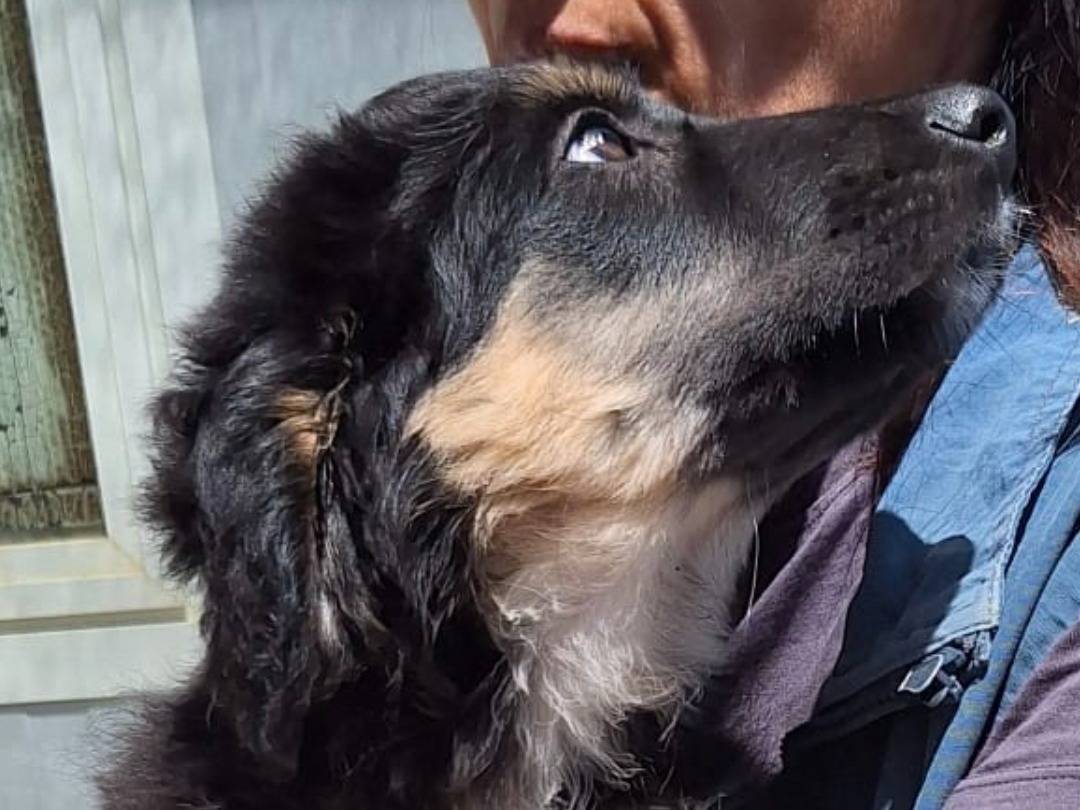 Adotta un cane, taglia grande, femmina, Taranto